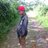 Dhie_fans_soimahnia