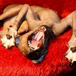 BellaBitis's profile picture. peterbald addicted cat mum, Bella Bitis cattery owner