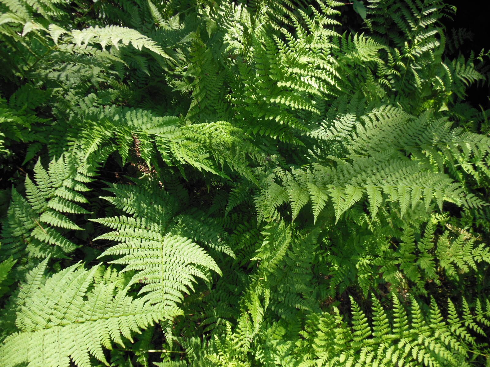 FernsAtTheLake's profile picture. Linda Wilson. Fabric Arts, Quilting, Fabric Home Décor, Table Toppers, Table Runners, Art Quilts, Coasters, Placemats