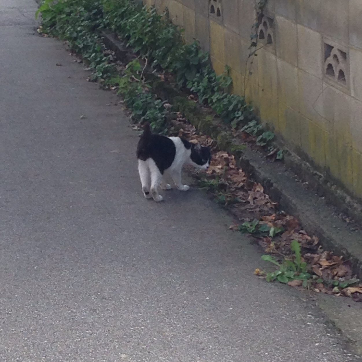 toratsan's profile picture. TORA(虎)の垢です。色々と呟いてます。色々な趣味があります。はっきり言うとウザイかと思います。基本的には敬語ですがふざけると口調が崩れます。ゼットンさんと言う方と非公式で会話すると酷い事になります、お気を付け下さい。こんな動物ですがよろしくお願いします。