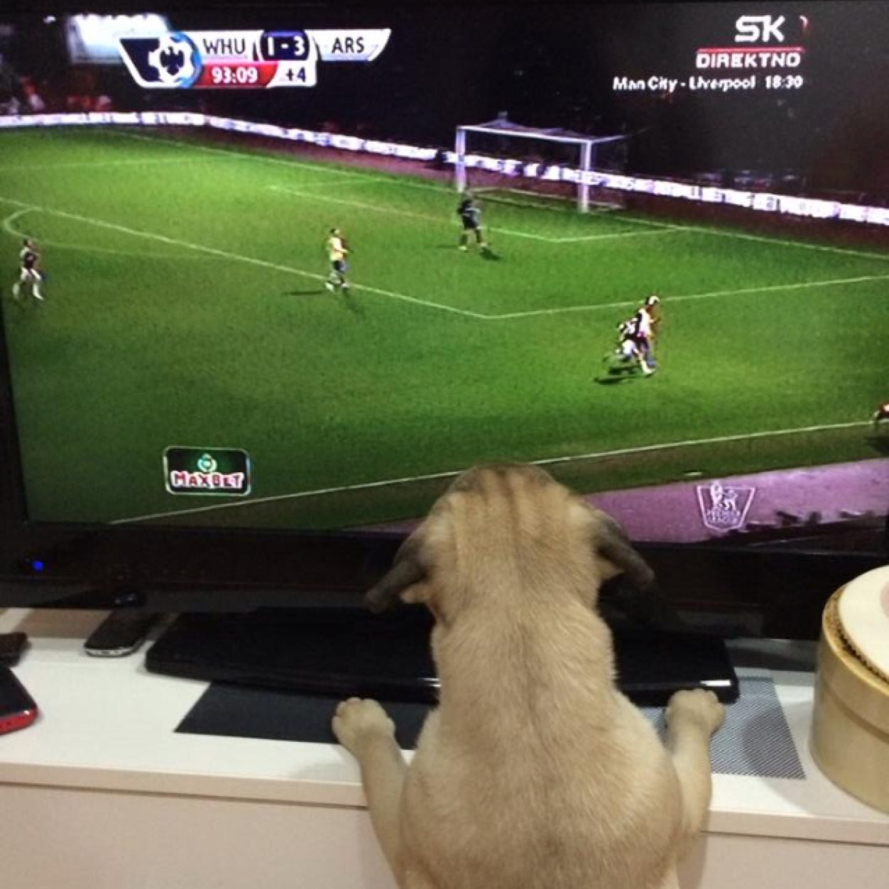 sneska3's profile picture. Diplomirani bibliotekar, master ekonomije, ljubitelj dobre knjige, pozorišta, cveća, ljudi, životinja...