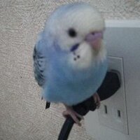 るる (@ruru_bird6) 's Twitter Profile