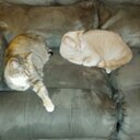 Nancy McCarty - @nmccarty0510 - Twitter