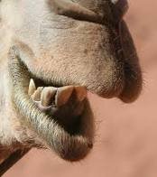 kamalgobb's profile picture. 