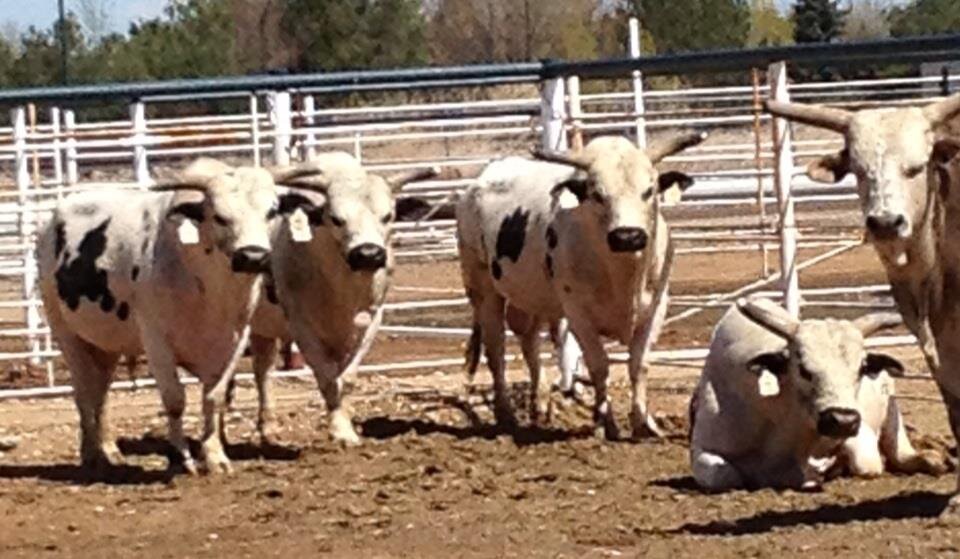 Owners of a few Bucking Bulls in the circuits.