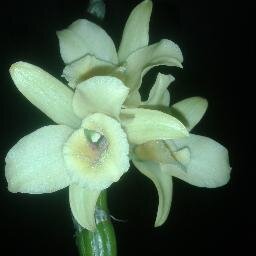 LocatelliWal's profile picture. 