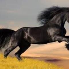 erkul_tiryaki's profile picture. 