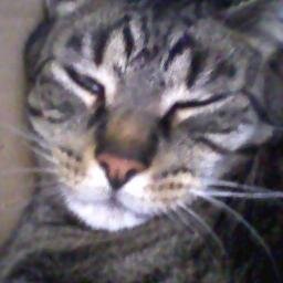 Morris,machocat,likes to purrrr and meow,engaged to Vienna