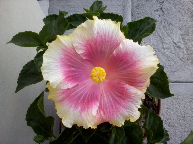 diaguxman's profile picture. estomatóloga