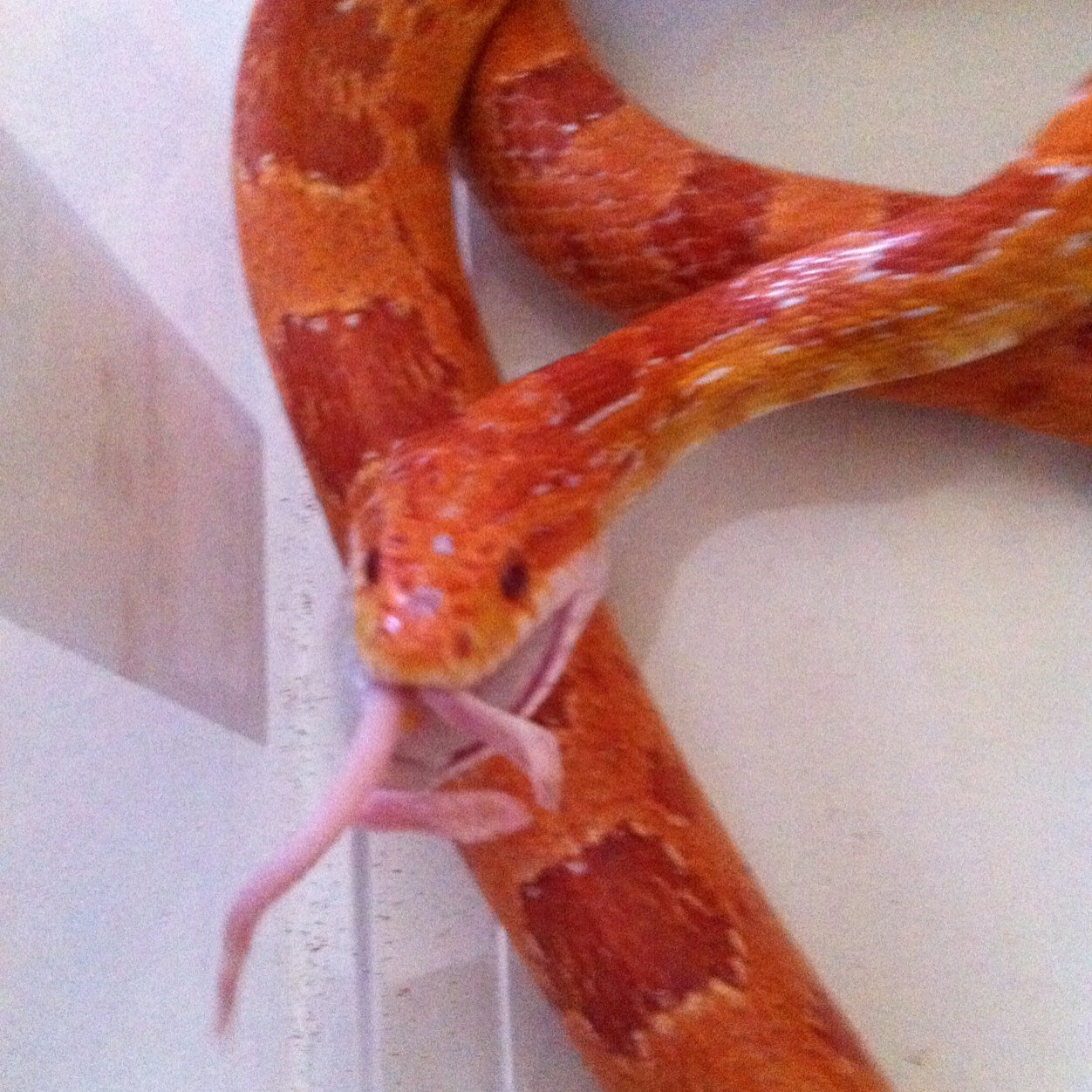 REPTILE OWNER AND BREEDER. https://t.co/mGXFhkfxU7 (sub to my youtube)