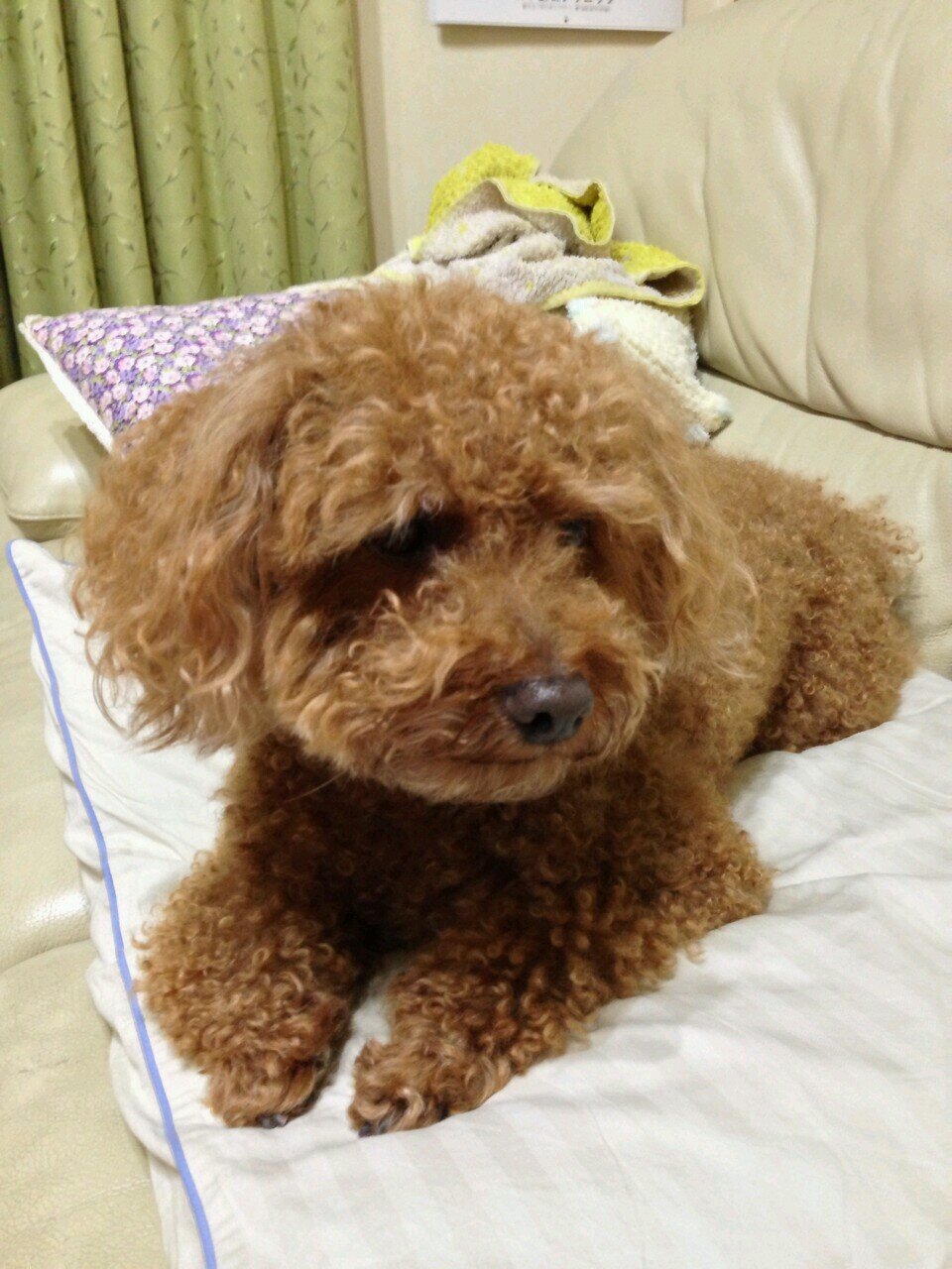 馬場晴美 Syuuhei0817 Twitter