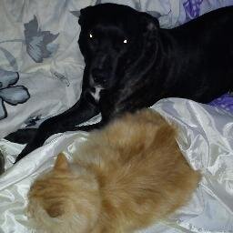 SonGoku3173's profile picture. Gamer