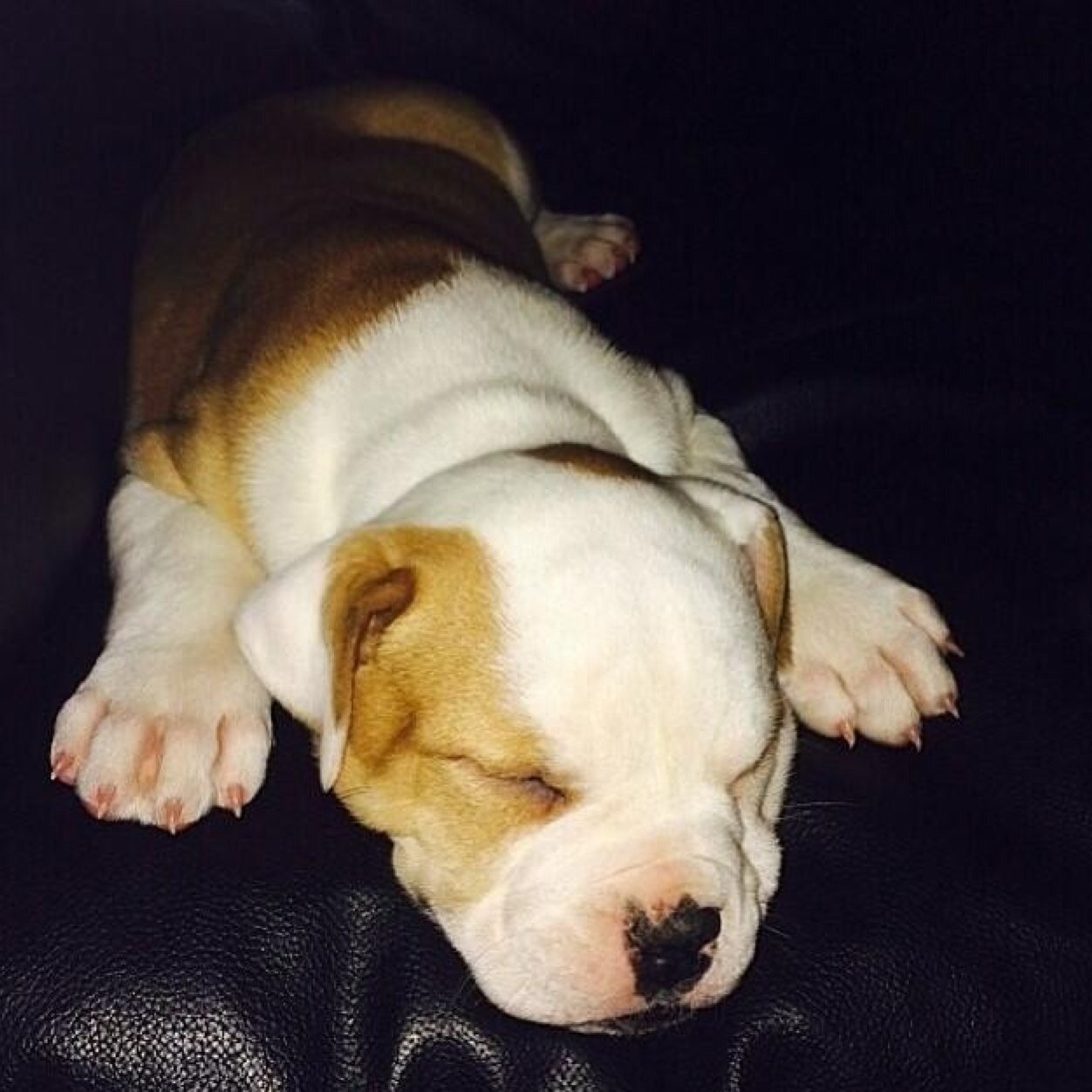 justin's dog
