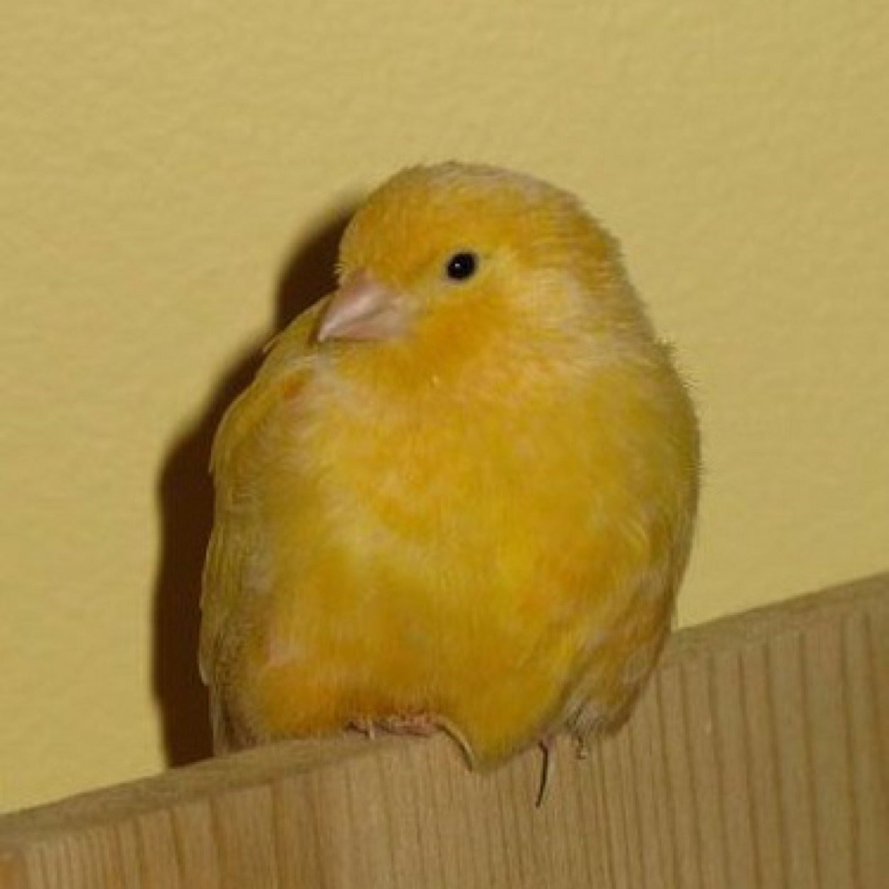 Canary_singer's profile picture. 