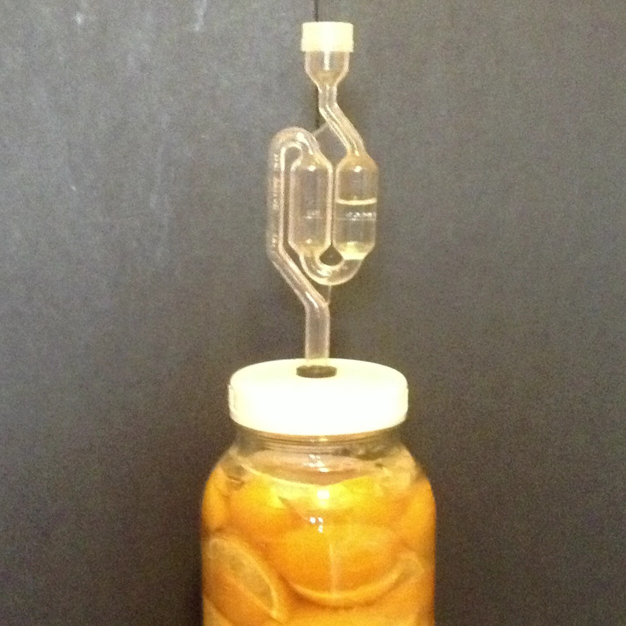 All things fermented, foraging too! Mycologist and ancient forest explorer. Beekeeper. Expat Oregonian.