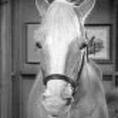 just your average talking horse