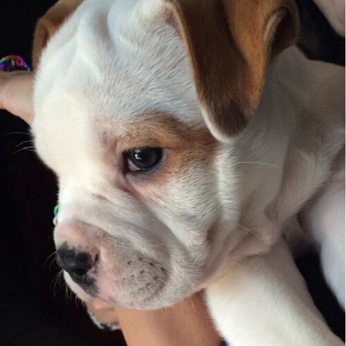 Justin's puppy. I do what normal puppies do. I like to eat and sleep. Follow me! Arf