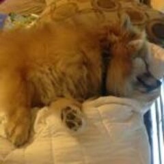 Kolomocha's profile picture. Lazy guy, Gamer, Animal lover, Graphic designer, Pokéfan, Minecraft player, Basically that guy with the stupid posts….