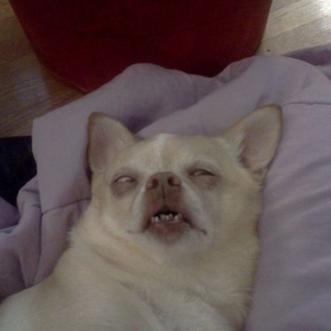 Follow @cauliniall, and you will get high like this CHIHUAHUA swag out EASTSIDE