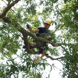 The Tree Biologist