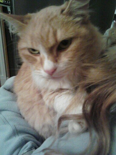 Harry my love♡ catnip for life #cfl fcg$