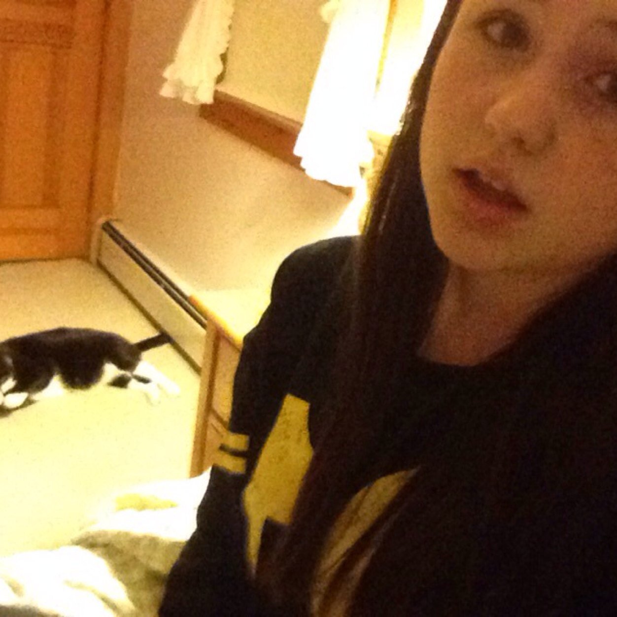 Cats.