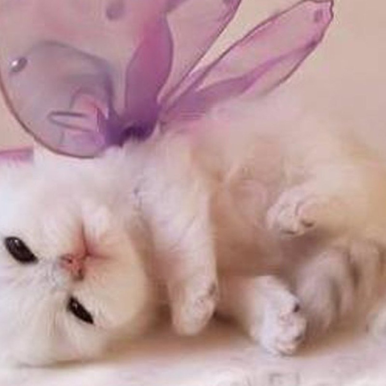I iz monsiur meow i iz cute. U canut resist.
Polemon master