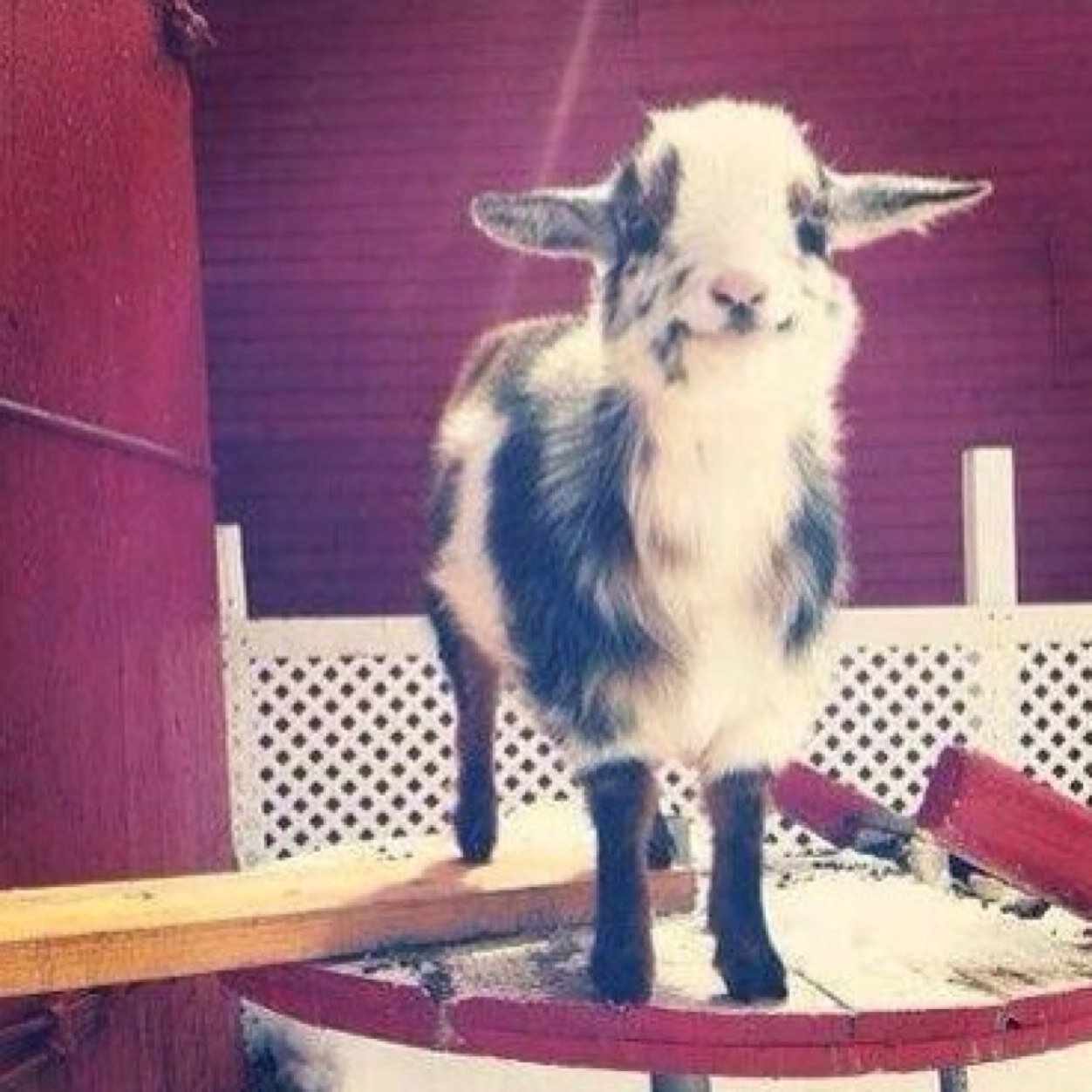 MegTheGoose's profile picture. RIP Meg- 13/07/97-02/01/14. A young life cruely taken. 'God broke our hearts to prove that, he only takes the best'