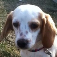 Dog Saver (@dogsaverrescue) 's Twitter Profile