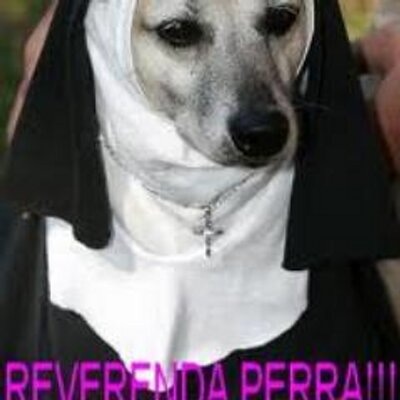 reverenda perra reverendaperra twitter