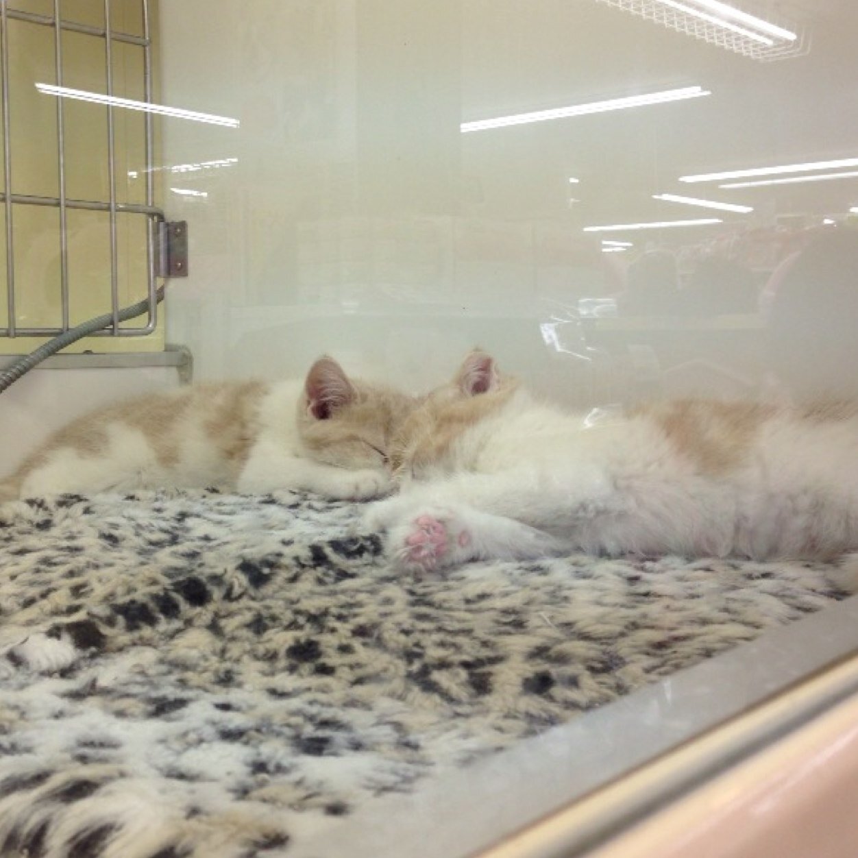 ともみん 灬 私だ お前だったのか また騙されたな 全然気づかなかった 暇を持て余した 神々の 遊び ずっと流行っている W Http T Co Buxn7bmdo9