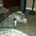 Crystal Austin - @auggieboaustin - Twitter