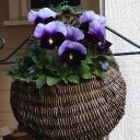 Karin Krause - @gardenserf - Twitter