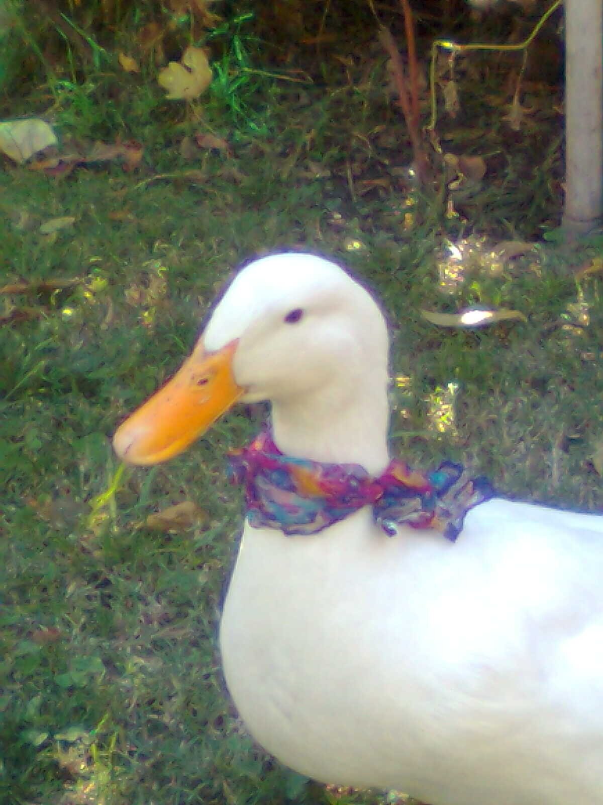 soy experta en jardinería, me encanta estar en la piscina y adoro la bijouterie!!, soy hincha del CASLA!!, y soy la pata de la Pato Carrizo
