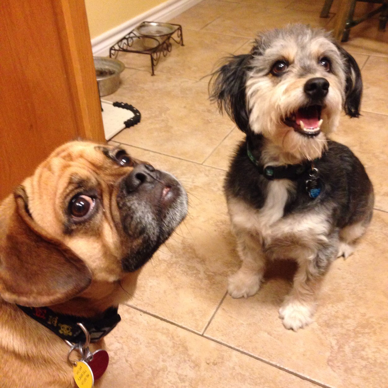 I am a 8 year old female Puggle named Ellie! I have a 8 yr. old Mini Aussie-poo sister Miko and a 18 m old monster lab mix brother. Life has now changed.