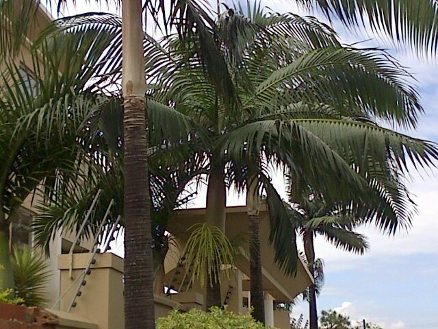 AndyDwarika's profile picture. Treefelling