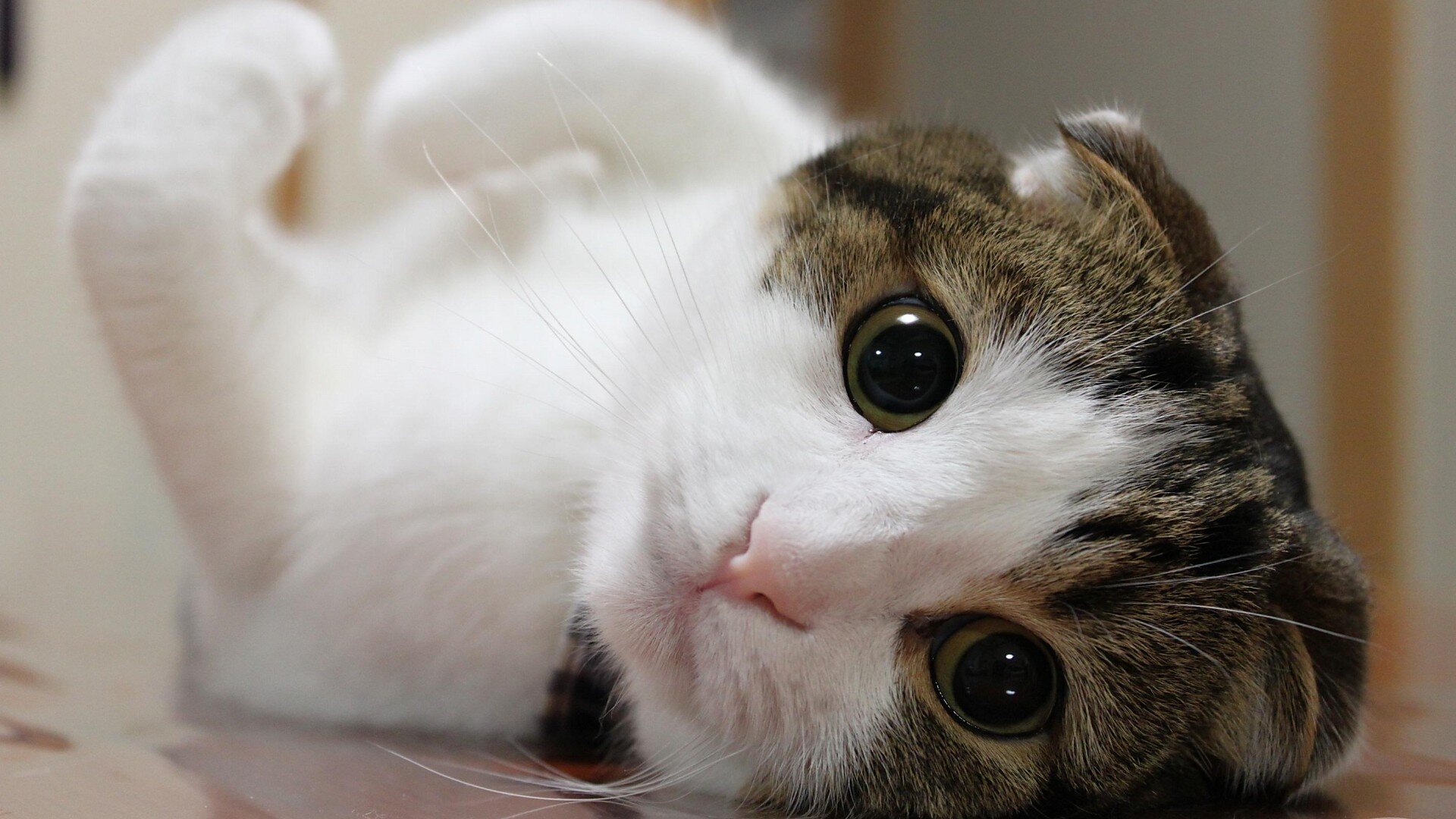 Yui321 わが家のnuro は 猫が主役です 抽選で100名様に総額0万円相当のソニー製品 詳しくは T Co Bzjs5ypvcg Nurohikari Sony Yui321 わが家のnuro は 猫が主役です 抽選で100名様に総額0万円相当のソニー製品 詳しくは T Co Bzjs5ypvcg Nurohikari Sony