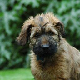 My name in Indiana Jones. I am a Briard but I dont speak french. I enjoy bitting peoples toes when they least suspect it. I chase squirrels.