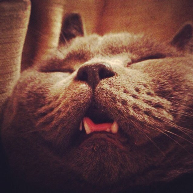 bhillipcat's profile picture. I'm a British Blue with a weight problem. My sister, Queen Bea, sometimes features in my tweets. Follow me on instagram @cjoppo