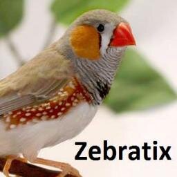 Zebratix is een lokaal bedrijf in Boxtel die zich bezig houdt met het verzorgen en verkopen van eigen kweek zebravinken! Voor meer info kijk op onze website!