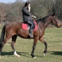 locationponeys's profile picture. Location de poneys toutes tailles de 1 jour à 1 an, pour toutes utilisations (balades, loisirs, club, concours), pour particuliers ou professionnels.