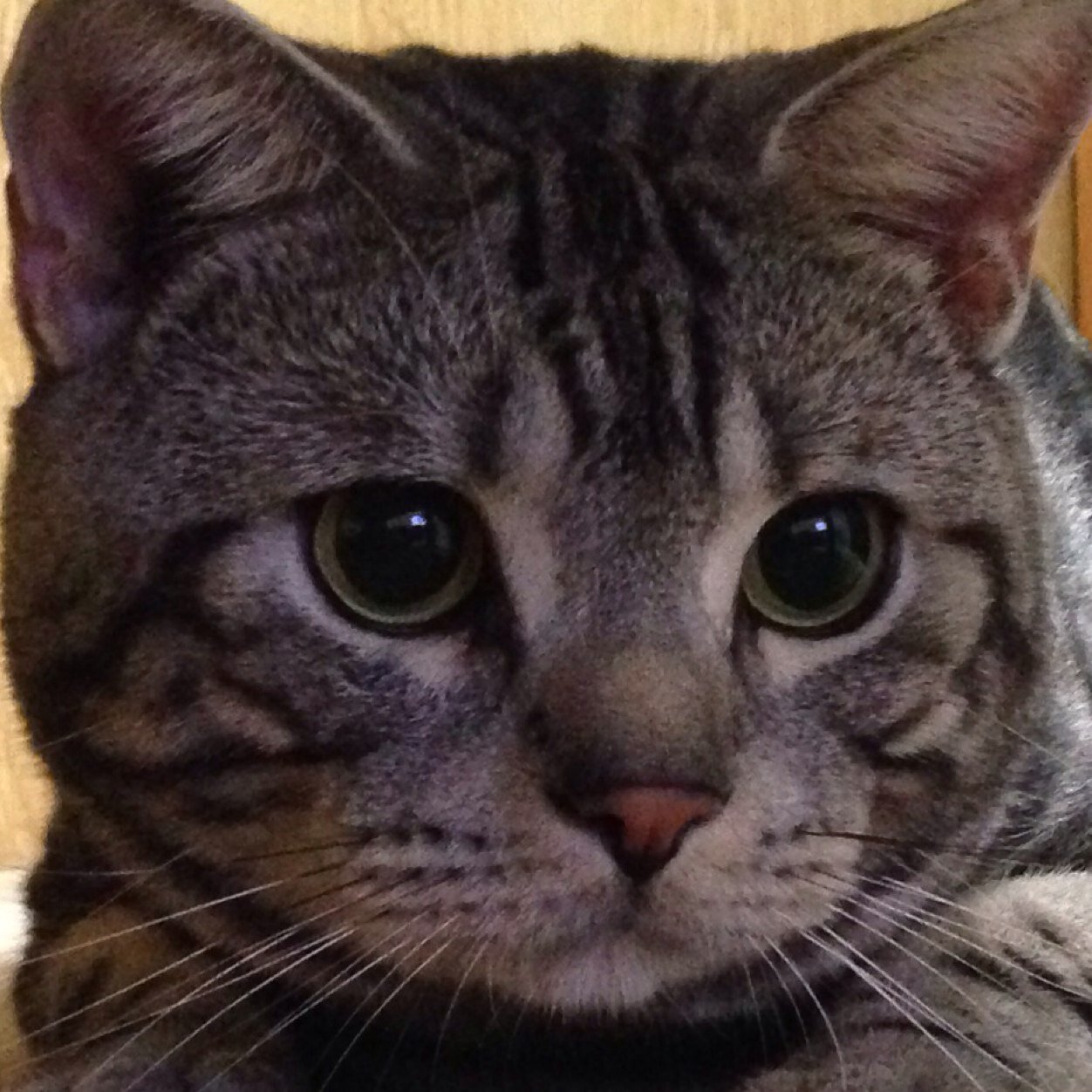 兵庫に住んでます。まこにいと申します。写真は家で飼ってる猫です。リフォロー100％致します。どうぞよろしくお願いします。本垢 @MiyaokaM