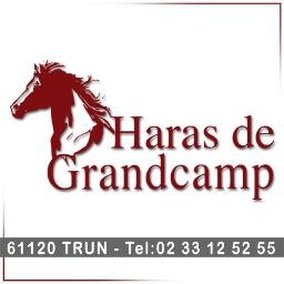 Breeding, consignment, breaking-in and pre-training for thoroughbred in EU. Home of stalions: Big Rock and Zagrey.