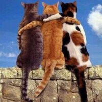 Selin Kar (@selinkarr) Twitter profile photo