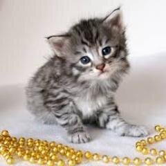 I am a kit that my mother is@TigerOfDF. My father is @Blazekit_. My brother is @Stonekit2002, sister @SilverPelt_, Other sister is @Starlingkit. { Old twitter