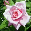 fatima salman - @FATIMA_SOLIMAN1 - Twitter