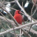 Carole White - @CarWh - Twitter