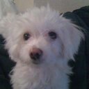 camilo ponce - @dw600benitez - Twitter