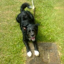 Paulinhapoesia's profile picture. 