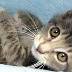 loveeeeeeee cat